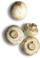 Champinones copy